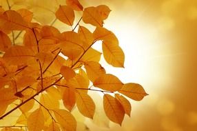 background autumn leaves yellow