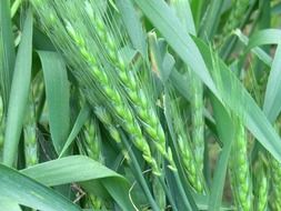 wheat natural countryside field