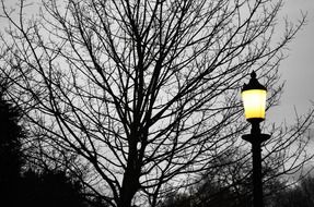 tree lamp light background autumn