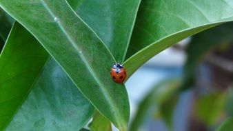 ladybug garden nature insect leaf