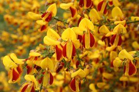 yellow orange bush blossom bloom