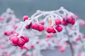 winter branch snow background