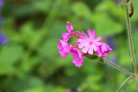 background bloom blossom floral