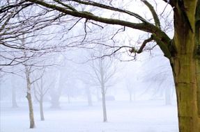 park trees in winter in North Yorkshire