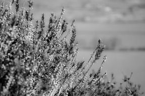 black and white picture of spring flowers