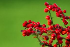 red clusters of berries on a light green background