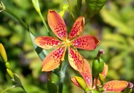 orchids red orange flowers petals