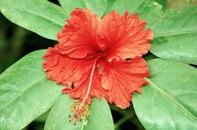 hibiscus plant red flower
