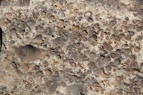 fossil stone rock texture natural