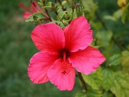 hibiscus flower pink bloom green