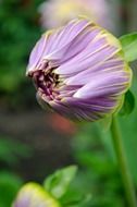 wallpaper with purple flower bud