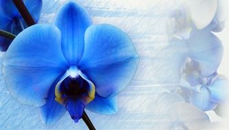 stationery flowers spring tender
