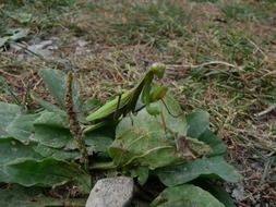 praying mantis insect animal macro