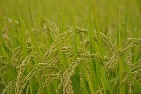 yamada s rice fields usd japan