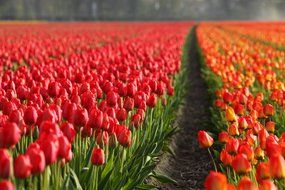 Plantation of red and orange tulips