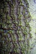 bark tree background nature shape
