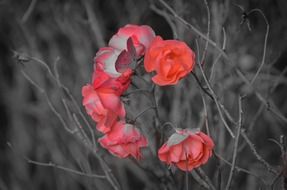 red roses on the bush