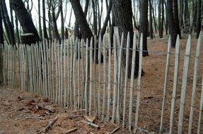 forest landscape nature pineda