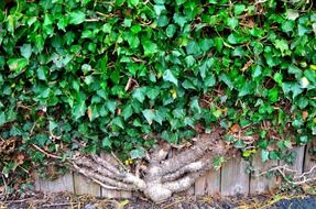 ivy wall background nature green