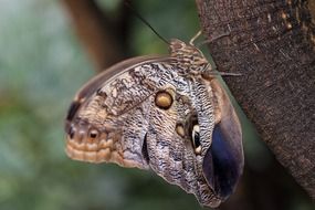 caligo eurilochus eyes