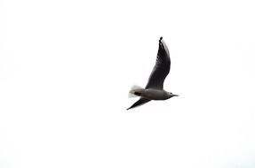 bird flight background white