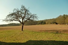 tree field sun sky landscape