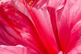 flower pink beautiful nature