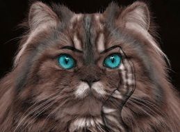 cat nature black blue eyes