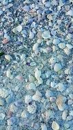 shells sea ocean nature