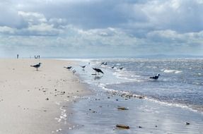 sea water ocean sky blue seagull