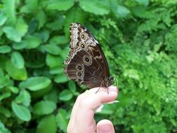 butterfly green nature insect wing