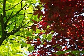 leaves leaf red green season