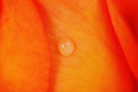 drop of water on an orange petal