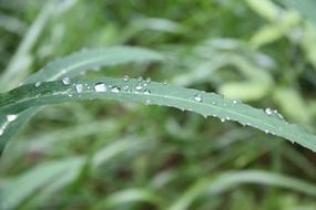 leaf green water nature landscape