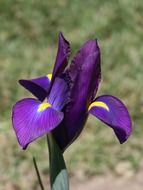 iris flower violet blue colorful