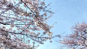 sakura cherry blossom sky spring