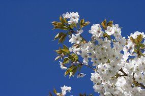 white japanese flowering cherry