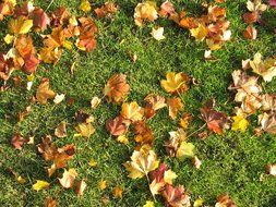 brown leaves grass lawn autumn