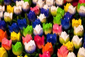 colored amsterdam flowers