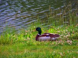 mallard duck male bird single