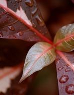 leaves macro water freshness
