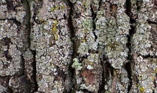 tree bark wood nature background texture