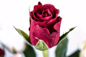 magenta rose on a blurred background
