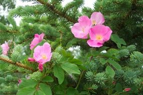 roses pink wild pine tree