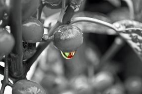 drop plant rain water macro