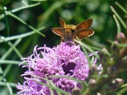 flower butterfly nature insect