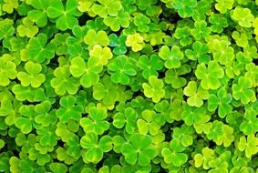 plant macro garden green