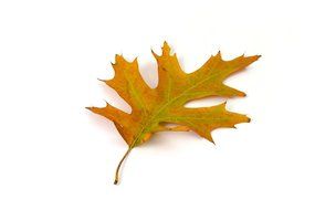 oak leaf color autumn fall