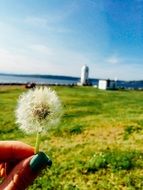 dandelion spring summer nature