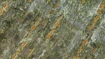 log structure nature brown